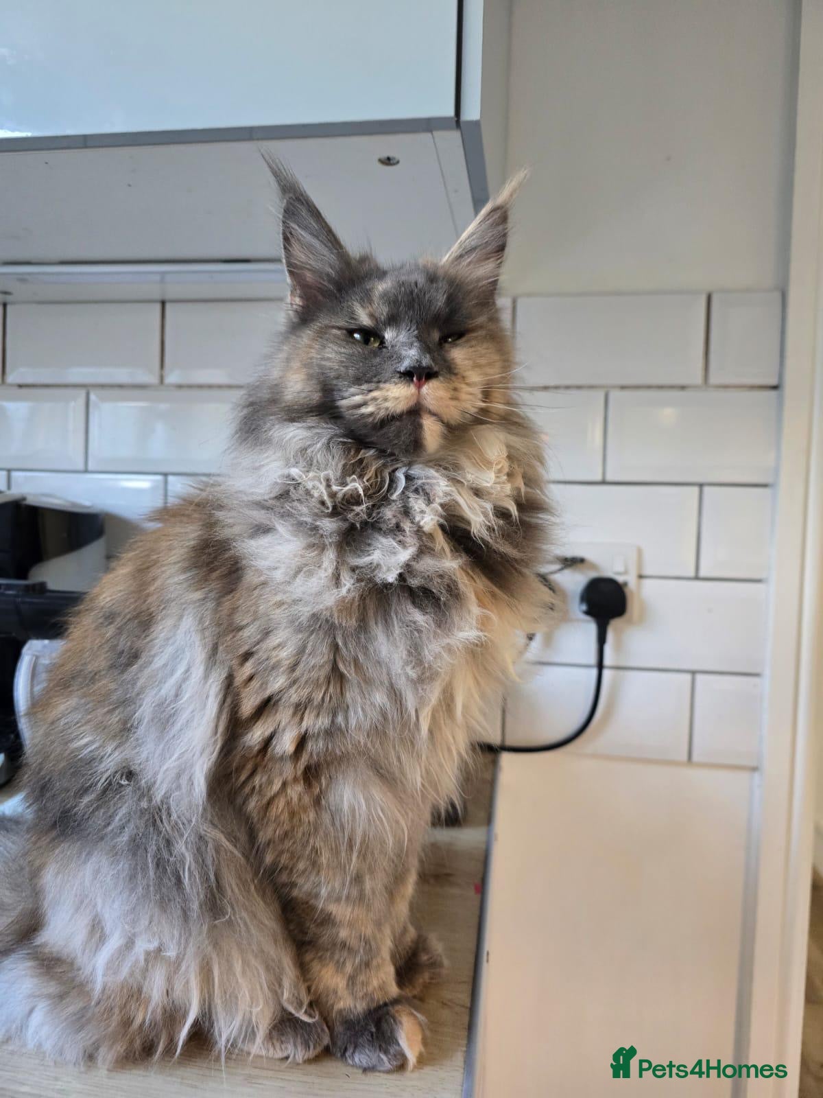 Maine Coon cats Gorgeous purebred Red/cream male Maine coon kitten - Advert 2