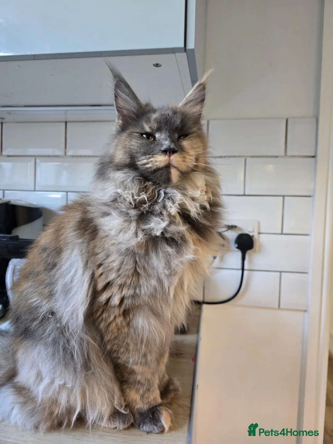Maine Coon cats for sale: Gorgeous purebred Red/cream male Maine coon kitten - Advert 2