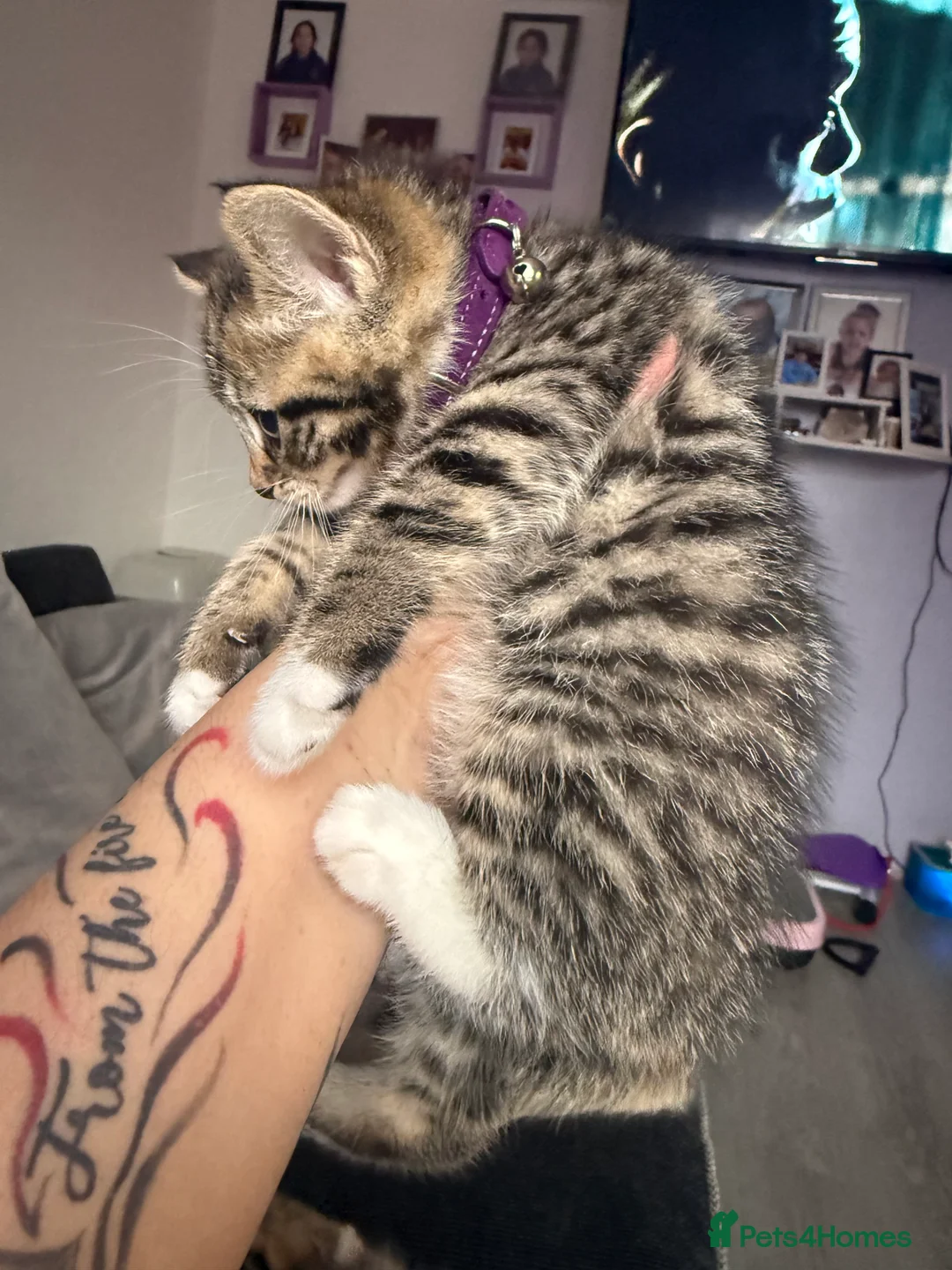 British Shorthair cats for sale: UNIQUE BRITISH SHORT HAIRS  - Advert 12