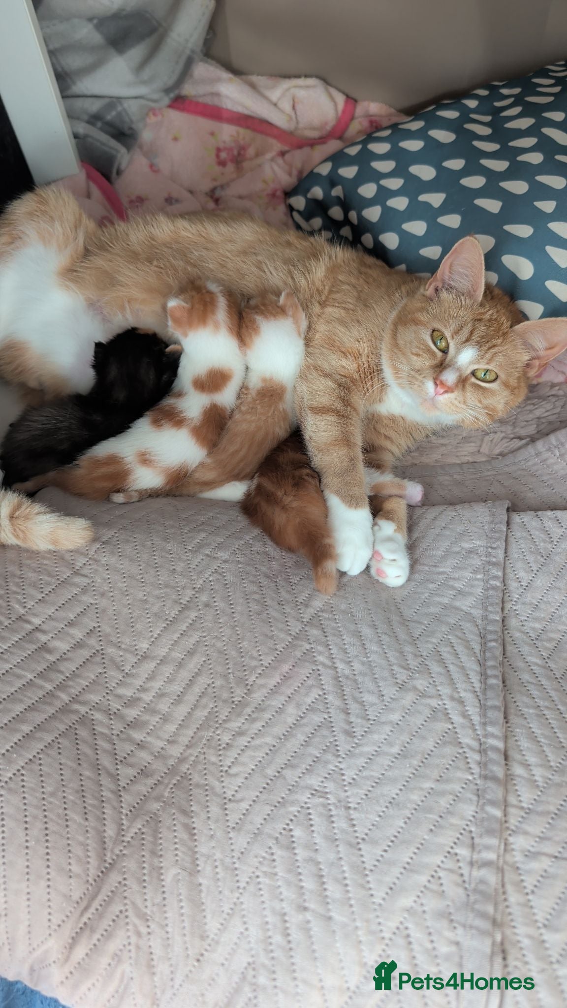 Mixed Breed cats Domestic shorthair and long hair kittens males  - Advert 5
