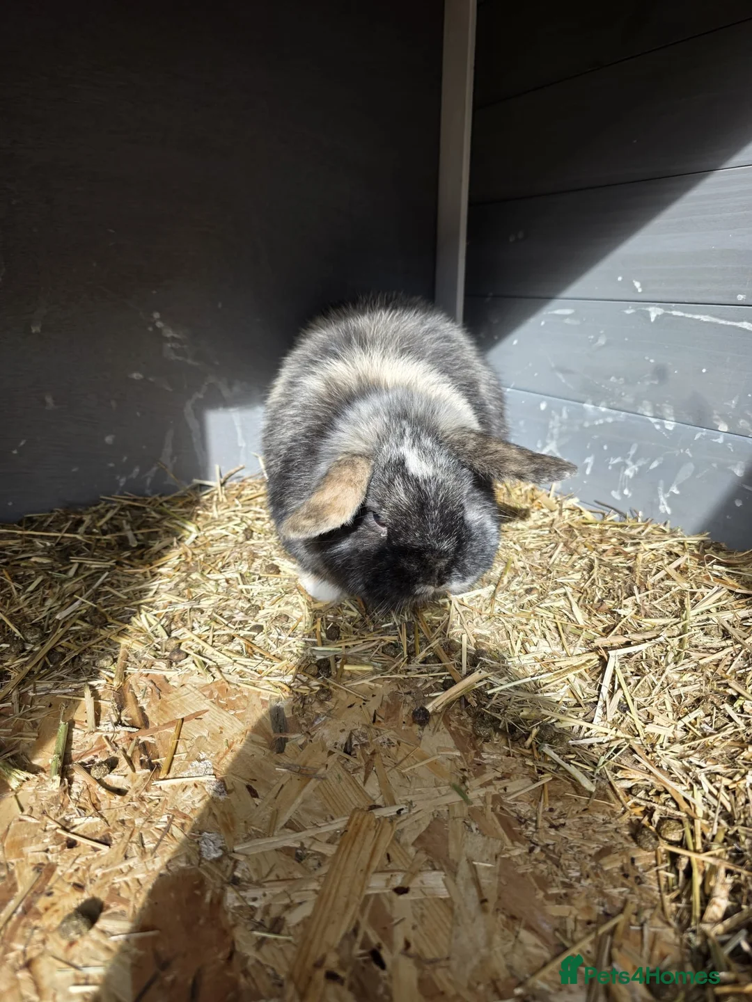 Dwarf Lop rabbits for sale: Two male rabbits in Telford - Advert 2