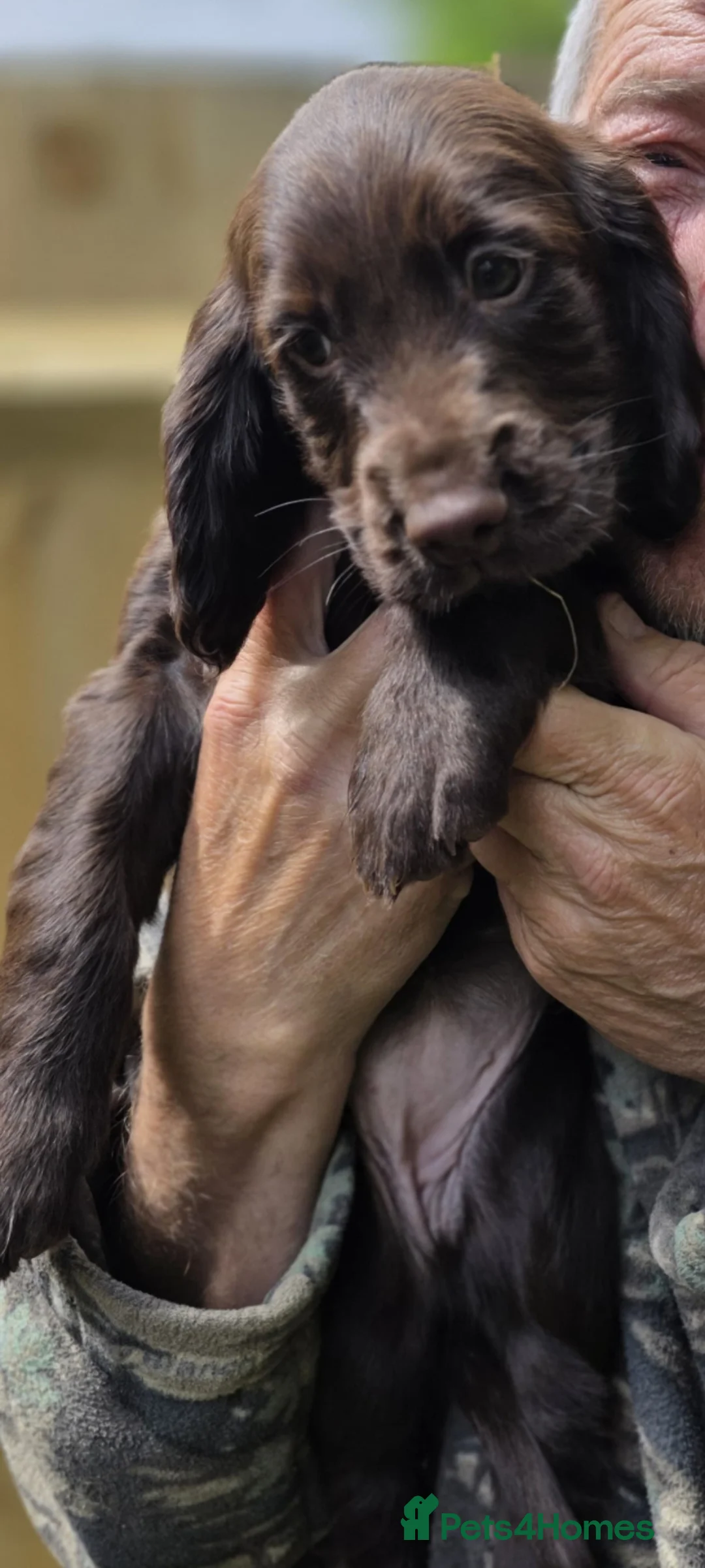 Cocker Spaniel dogs for sale: Beautiful Cocker Spaniel Pups in Southampton - Advert 2