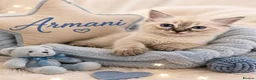 Ragdoll cats for sale: 💫 EXQUISITE RAGDOLL KITTENS  - Advert 2