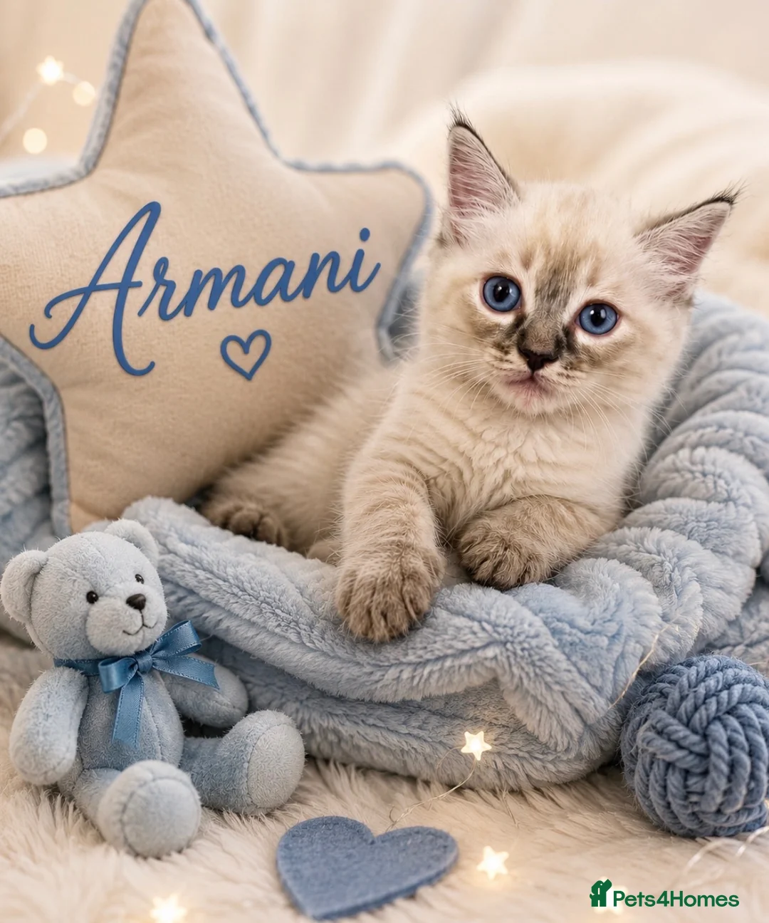 Ragdoll cats for sale: 💫 EXQUISITE RAGDOLL KITTENS  - Advert 2