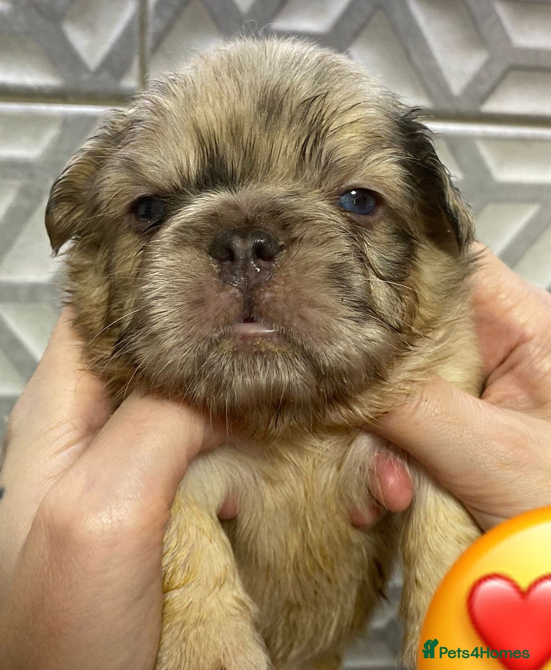 French Bulldog dogs for stud: New shade fluffy merle  in Sheffield - Image 23