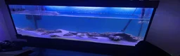 Turtle reptiles for sale: 2 Mississippi Map Turtles with Full Setup  in Burnley - Advert 3