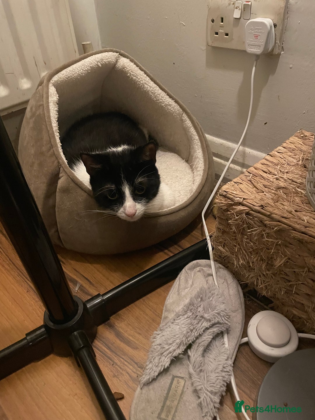 British Shorthair cats for sale: Timothy - Advert 4