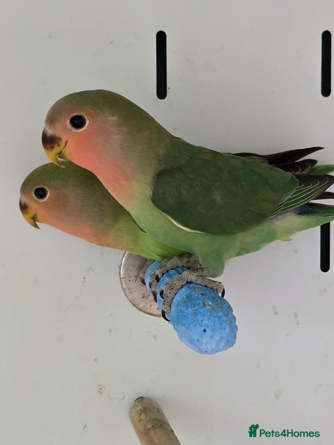Budgerigars birds for sale: Beautiful Baby Budgies, lovebirds & Cockatiels!!! - Image 9