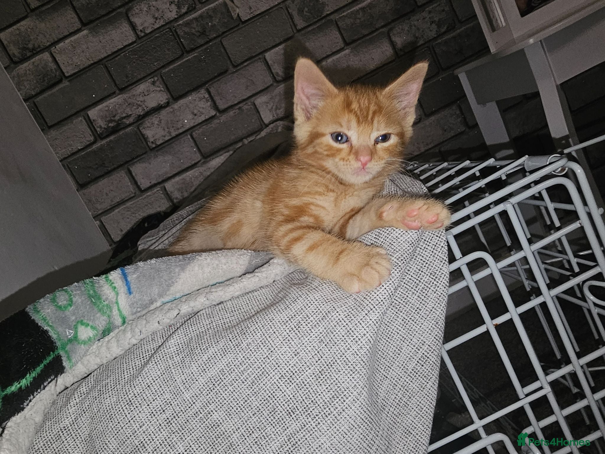 Mixed Breed cats 1 little ginger left( ready now )  - Advert 1