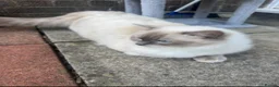 Ragdoll cats for sale: 7 Beautiful Ragdoll Kittens  - Advert 11