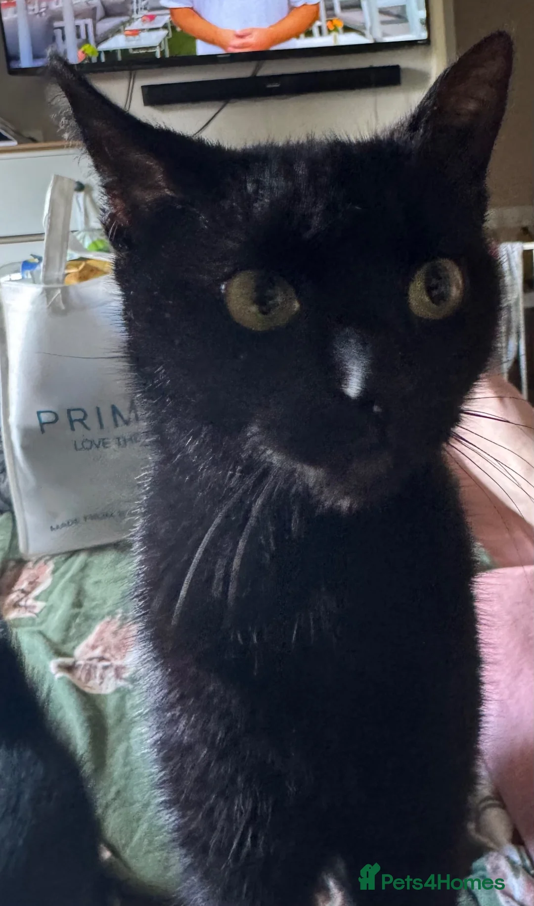 Mixed Breed cats for sale: Female kittens ready for new loving home - Advert 4