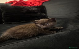 British Shorthair cats for sale: 4 kittens half British shorthair  - Advert 10