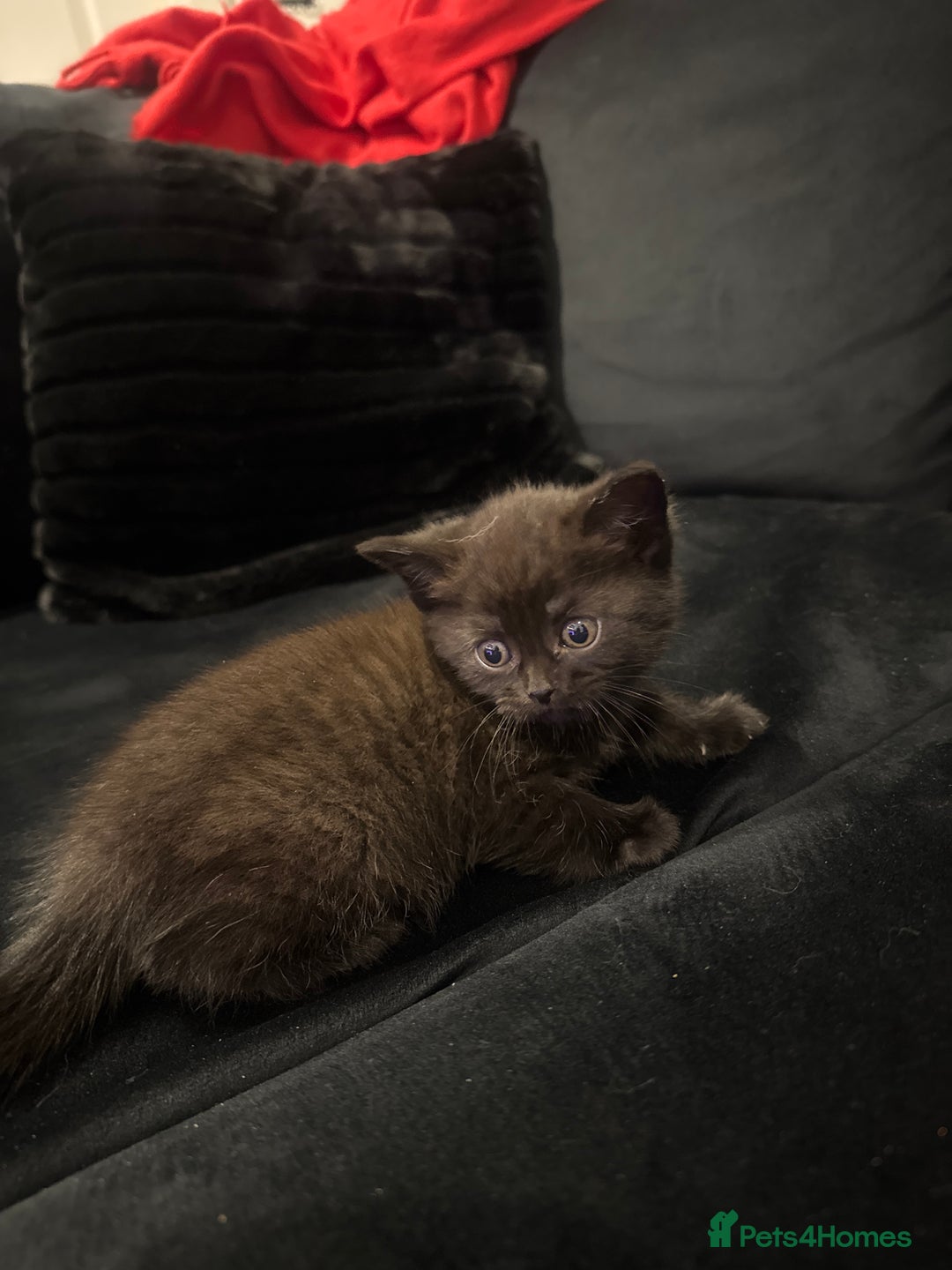 British Shorthair cats for sale: 4 kittens half British shorthair  - Advert 10