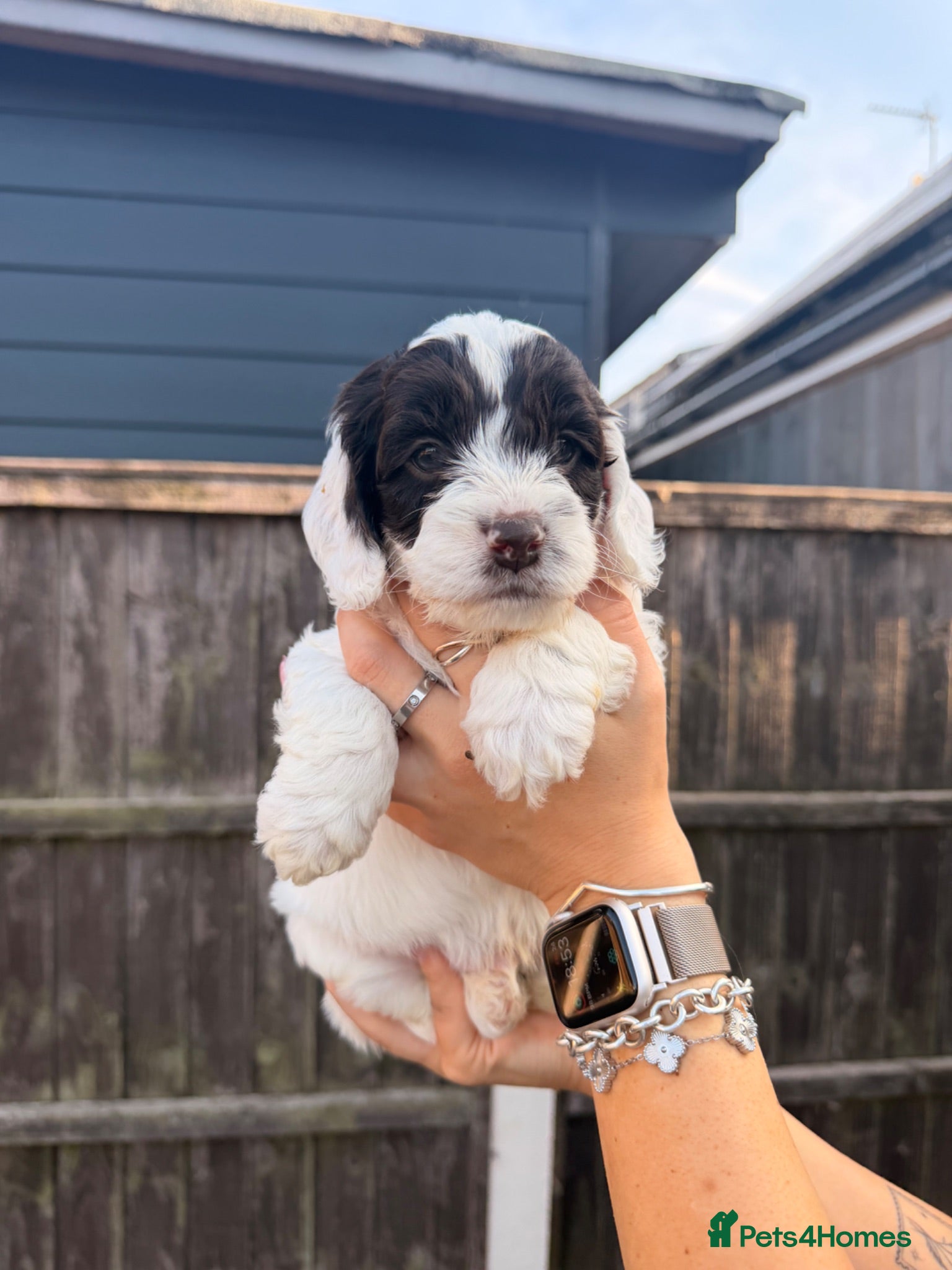 Mixed Breed dogs  🐾 Beautiful F1 Sproodle Puppies 🐾 - Advert 2