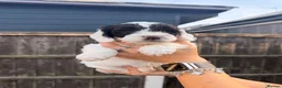 Mixed Breed dogs for sale:  🐾 READY TO GO Sproodle Puppies 🐾 - Advert 3