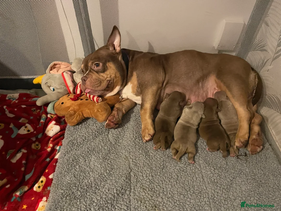 American Bully dogs for sale: POCKET BULLYS CHAMPION BLOOD LINES ABKC REGISTERD - Advert 5