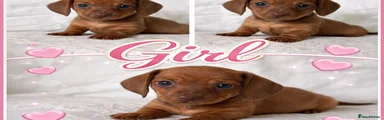 Miniature Dachshund Puppy 4