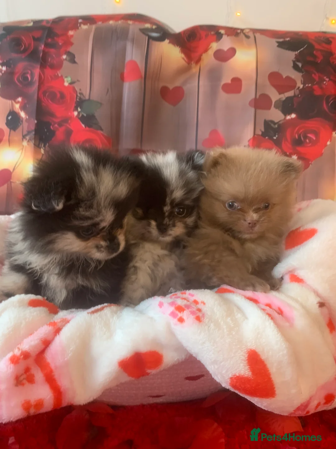 Pomeranian dogs for sale: UNIQUE BEAR FACE POMERANIAN LITTER - Advert 4