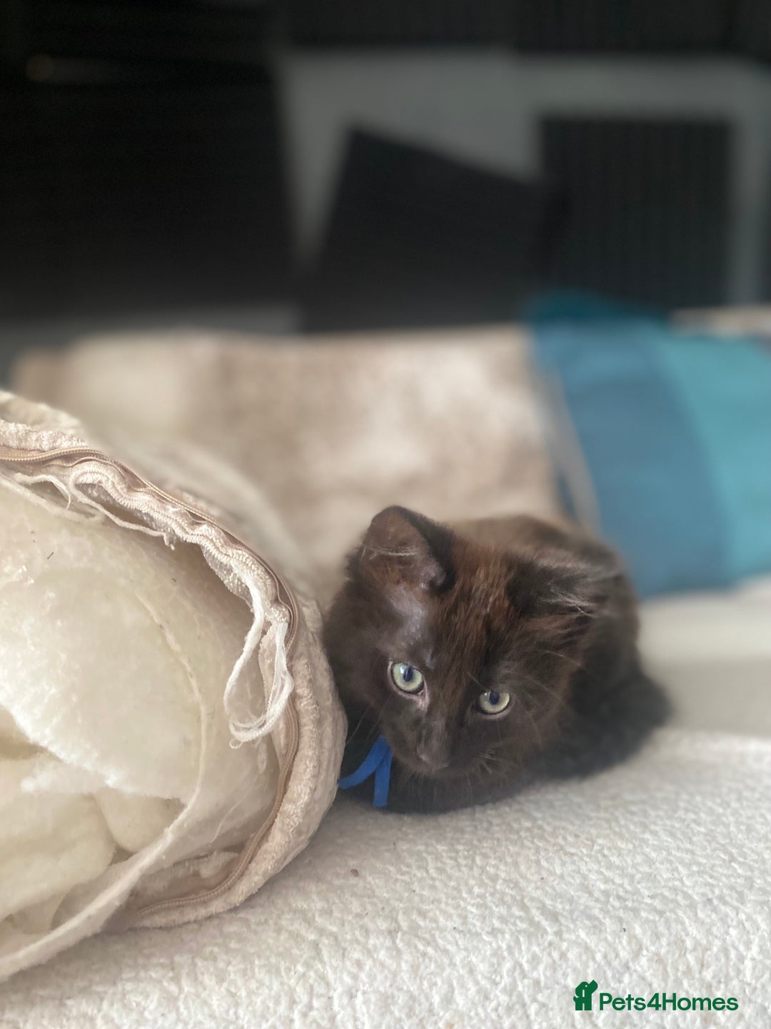 Maine Coon cats for sale: Beautiful Maine coon cross kittens  - Image 6