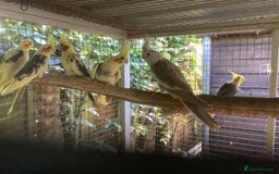 Cockatiels birds for sale: 2025  Cockatiels and Budgies - Image 12