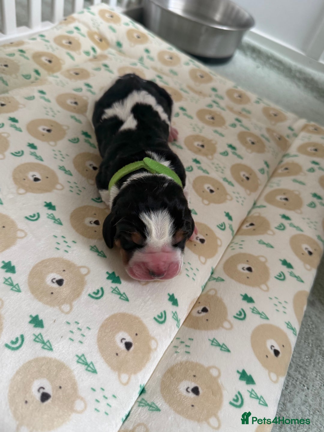 Basset Hound dogs for sale: Beautiful Basset Hound Puppies  - Image 26
