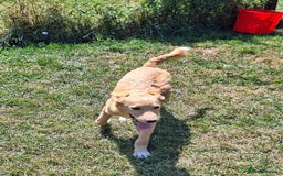 Mixed Breed dogs for adoption: Fanta for adoption - Image 3
