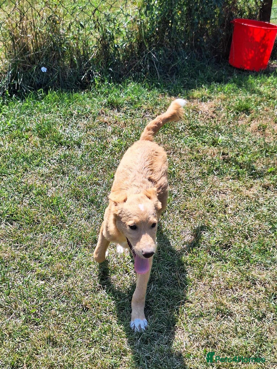 Mixed Breed dogs for adoption: Fanta for adoption - Image 3
