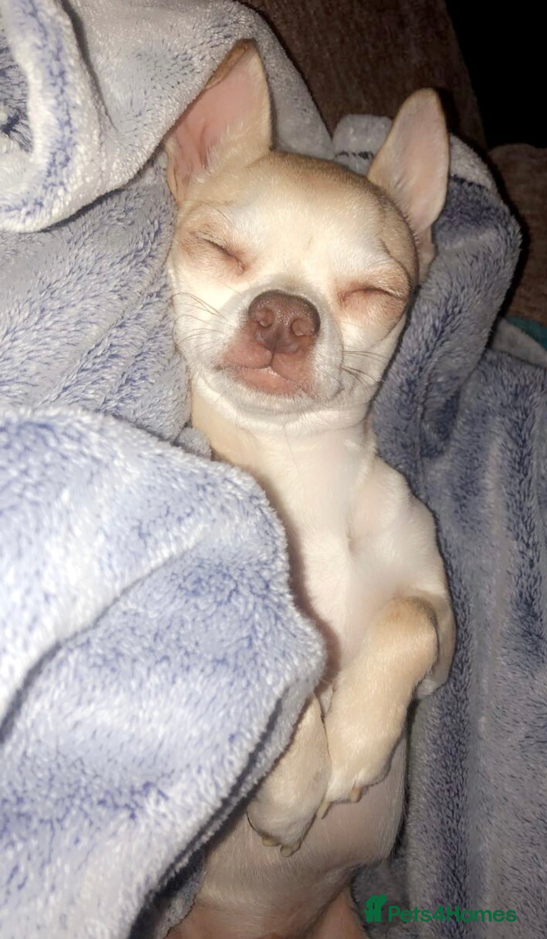 Chihuahua dogs for sale: Chihuahua  - Image 10