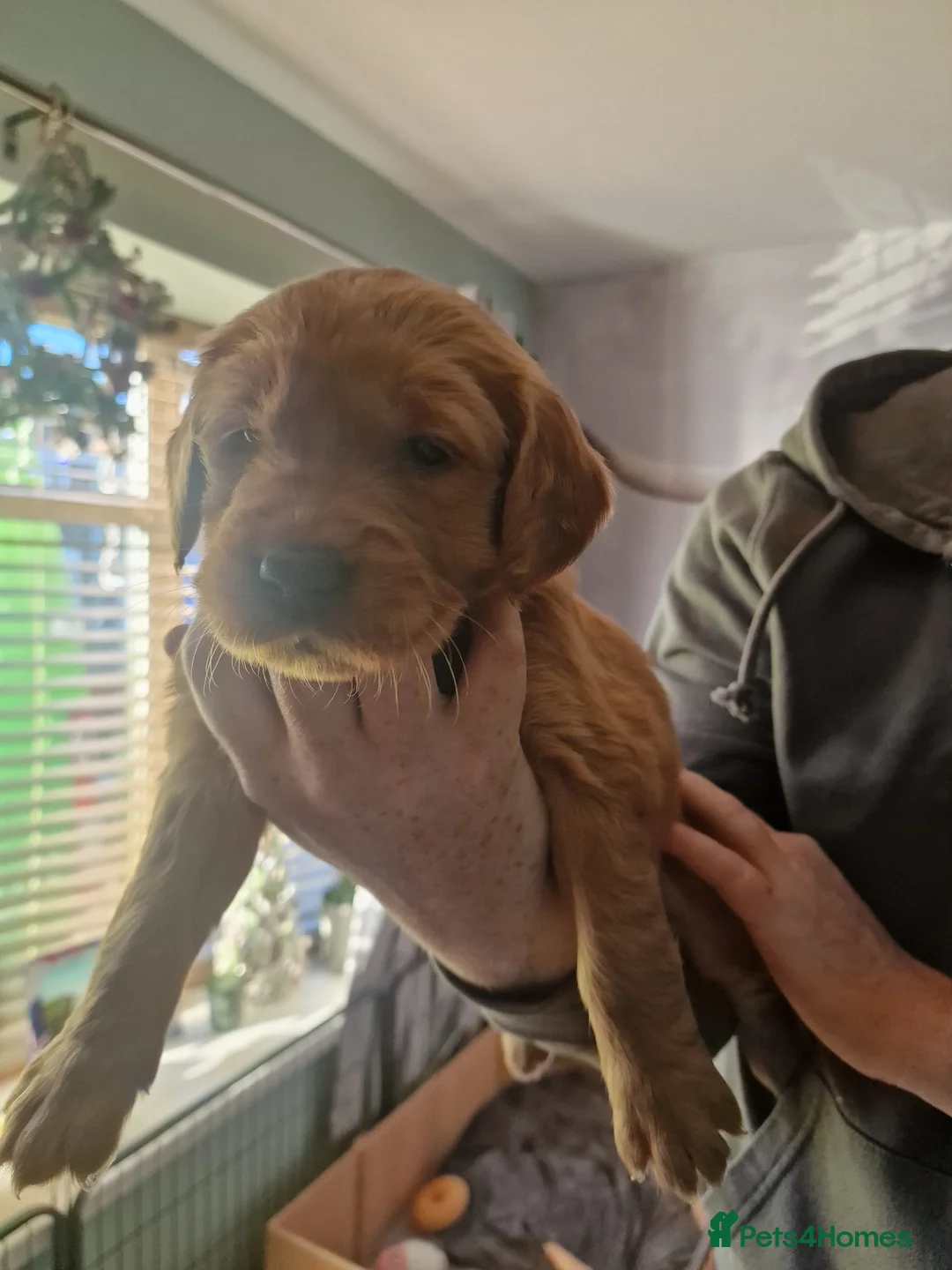 Golden Retriever dogs for sale: Beautiful KC-Registered Golden Retriever Puppies - Advert 30