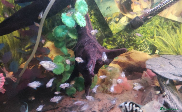 Cichlids fish - Advert 2