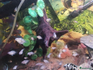 Cichlids fish - Advert 41