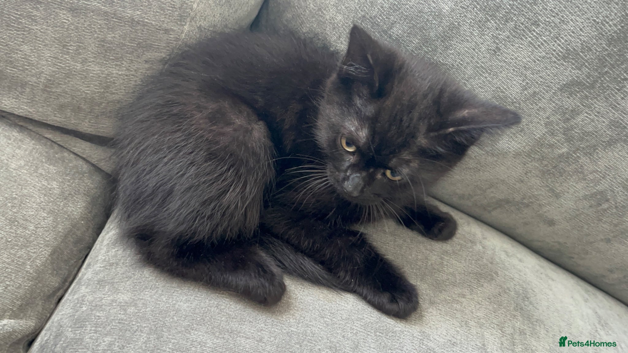 Mixed Breed cats Kitten for sale - Advert 11