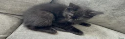 Mixed Breed cats for sale: Kitten for sale - Advert 1