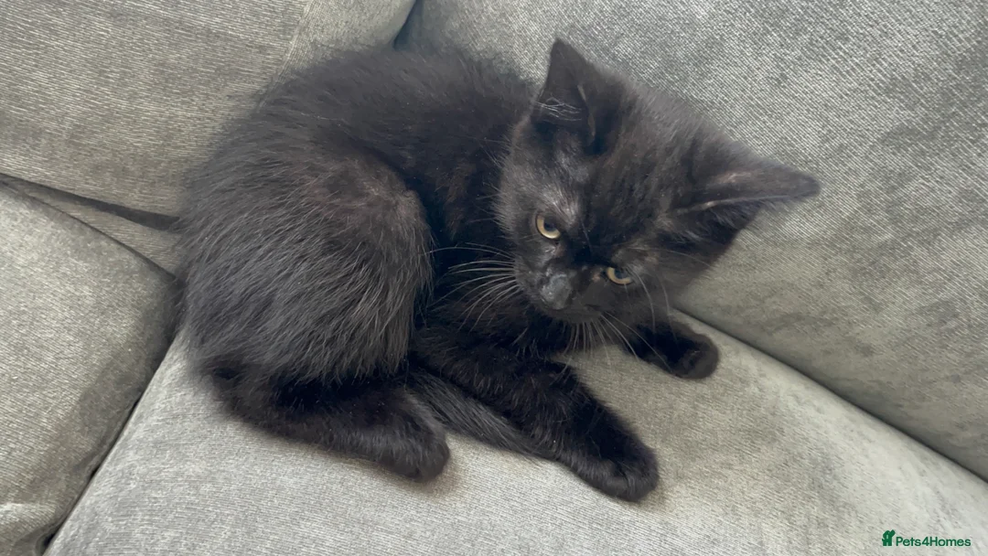 Mixed Breed cats for sale: Kitten for sale - Advert 1