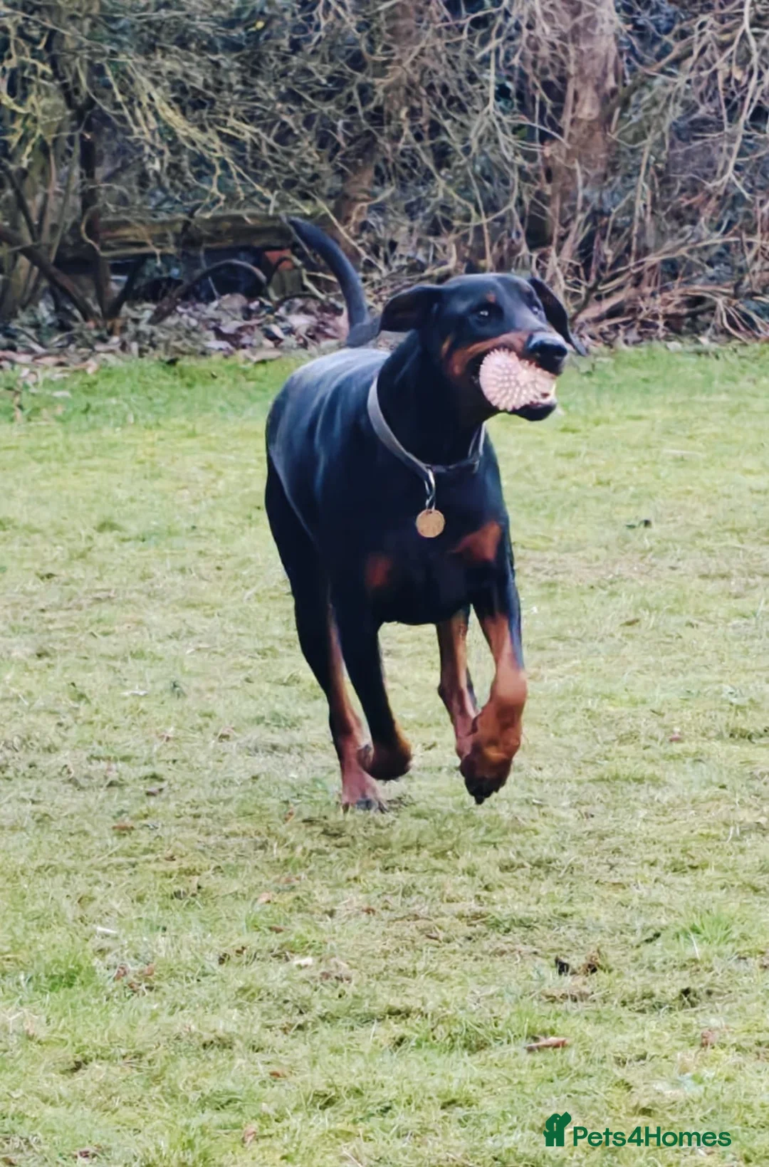 Dobermann dogs for sale: A Stunning strong KC Reg Black & Tan Doberman - Advert 17
