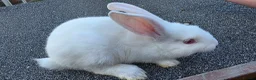 Continental Giant rabbits for sale: Giant continental babies  - Advert 3