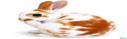 Rex rabbits for sale: X2 Mini Rex  - Advert 5