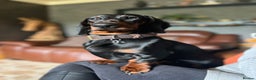 Dachshund dogs for stud: QUALITY KC REG STANDARD SMOOTH DACHSHUND  in Lancaster - Advert 11