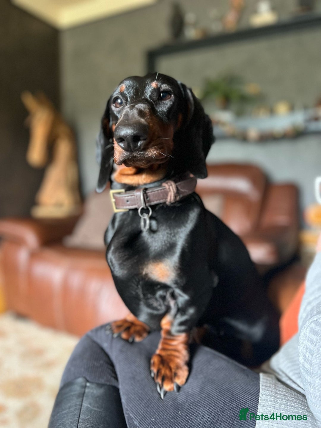 Dachshund dogs for stud: QUALITY KC REG STANDARD SMOOTH DACHSHUND  in Lancaster - Image 11