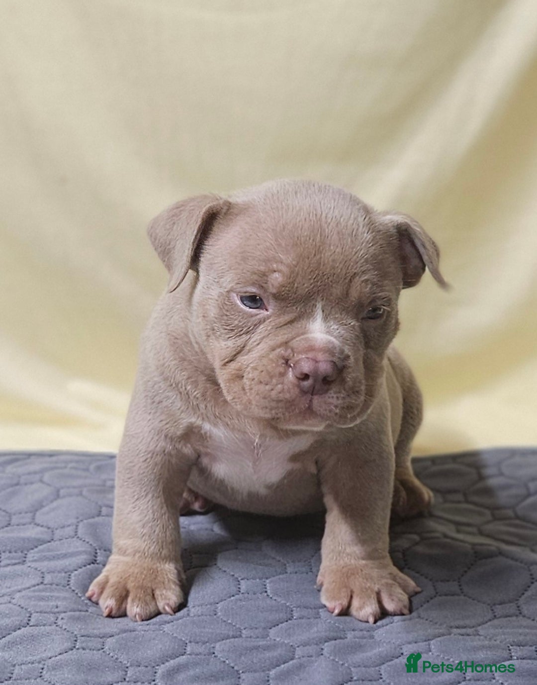 American Bully dogs for sale: Exotic Bullies - Advert 10