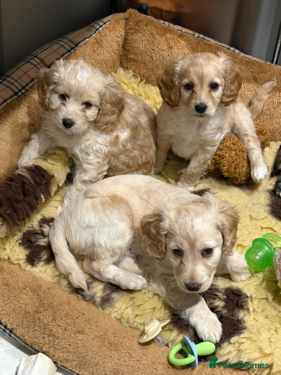Cockapoo dogs for sale: Beautiful litter of cockerpoo puppies  - Advert 22