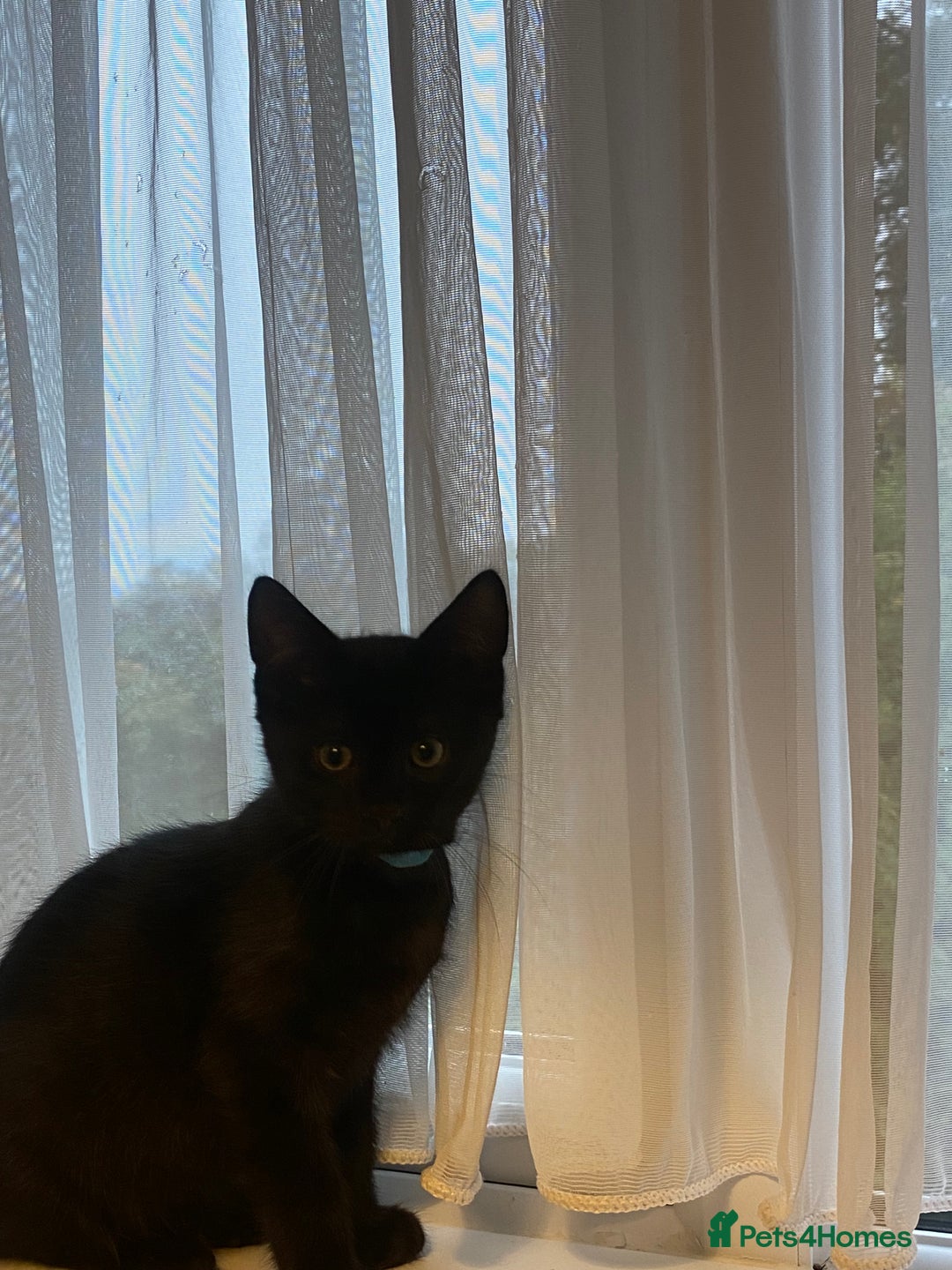 Mixed Breed cats for sale: Persian kittens 🐈‍⬛🐾 - Advert 1