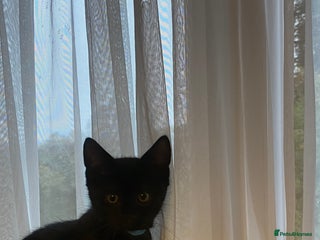 Mixed Breed cats Persian kittens 🐈⬛🐾 - Advert 1