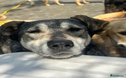 Mixed Breed dogs for adoption: Shirley - Norwich Norfolk  - Image 19