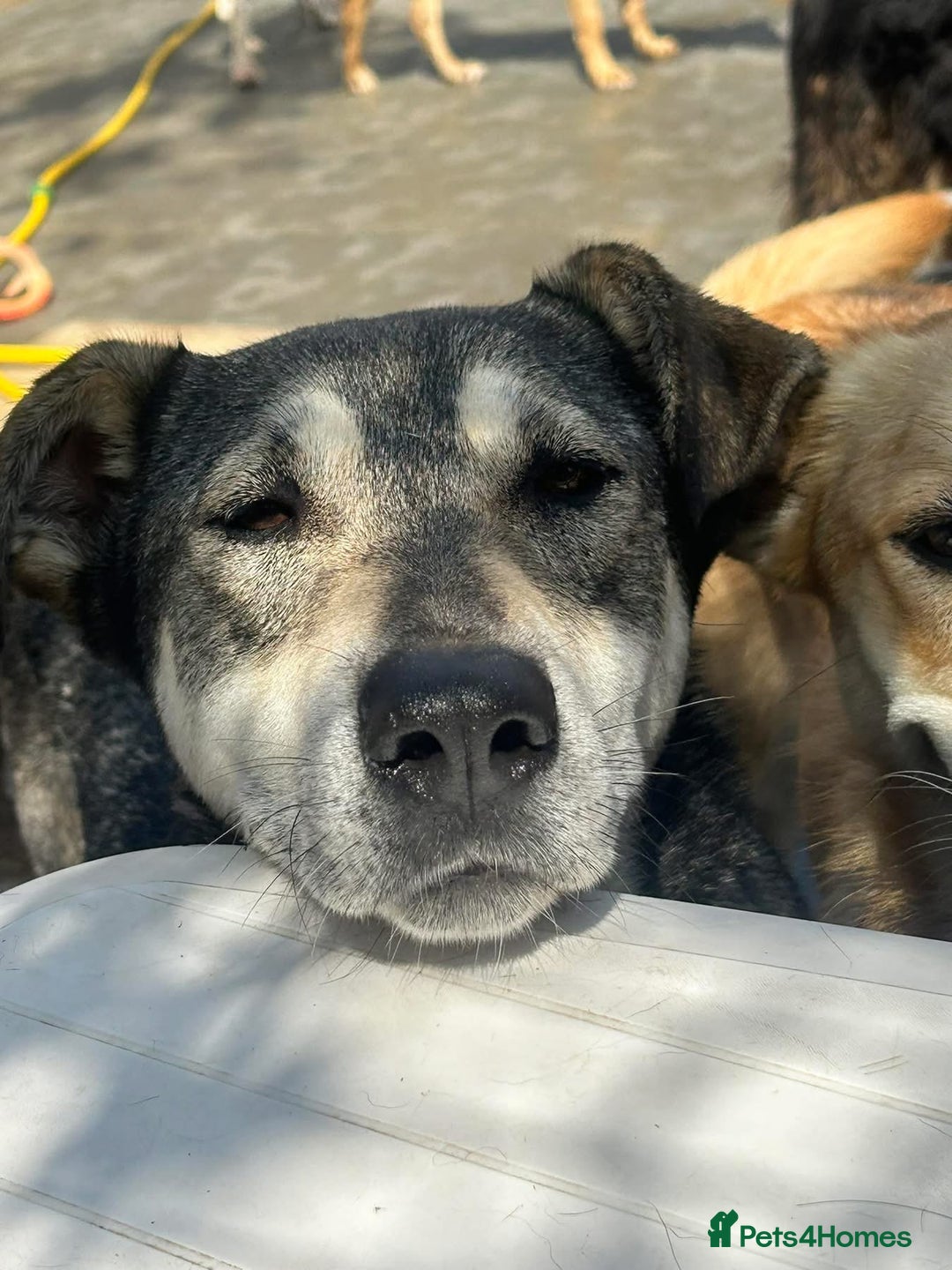 Mixed Breed dogs for adoption: Shirley - Norwich Norfolk  - Image 19