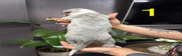 Whippet dogs for sale: Beautiful litter of 6 puppies - 4 girls and 2 boys in Derby - Advert 3