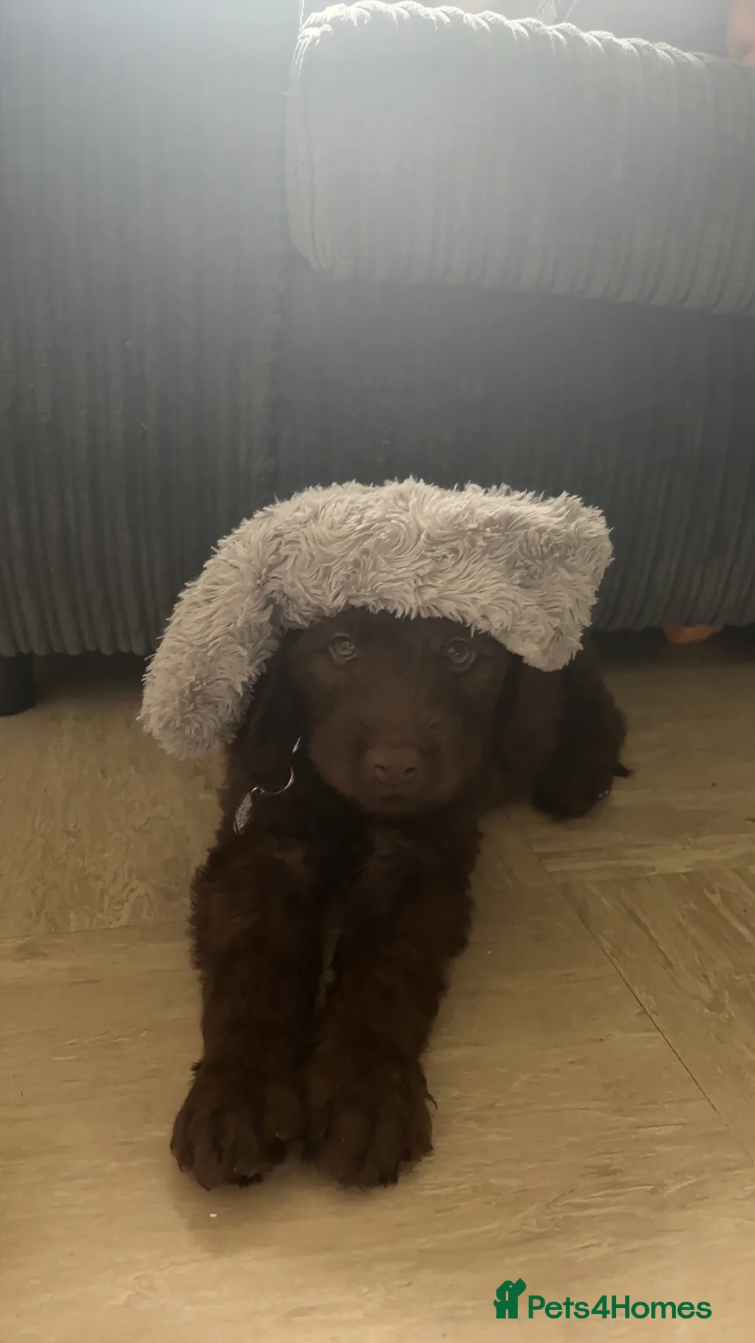 Sheprador dogs for sale: 12 week old male puppy in Leeds - Advert 2