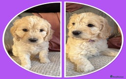 Mini Goldendoodle dogs for sale: Ready 19/9 Family Raised F1 Mini Goldendoodles 💖  - Image 19