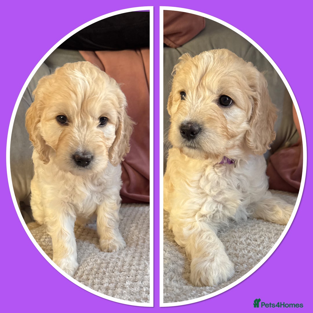 Mini Goldendoodle dogs for sale: Ready 19/9 Family Raised F1 Mini Goldendoodles 💖  - Image 19