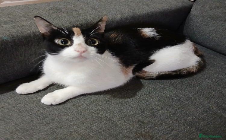 Mixed Breed cats - Advert 12